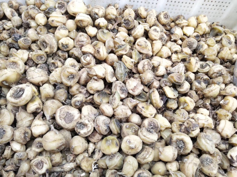 优质高含量四川宽叶慈姑干货