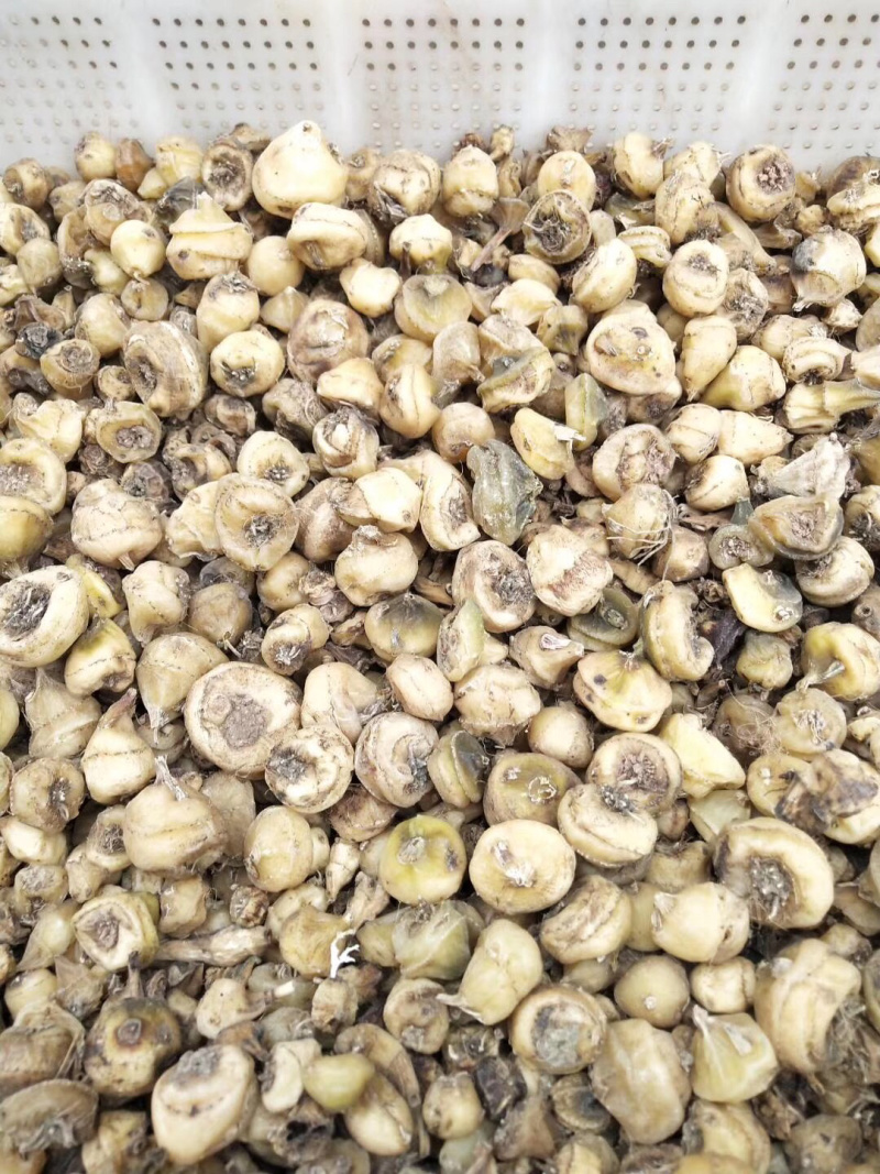 优质高含量四川宽叶慈姑干货