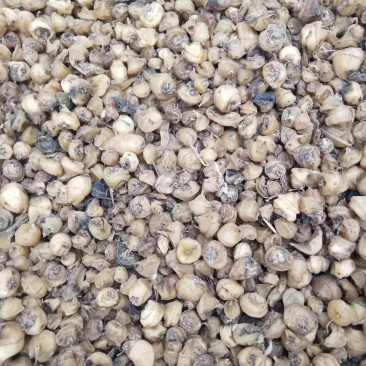 优质高含量四川宽叶慈姑干货