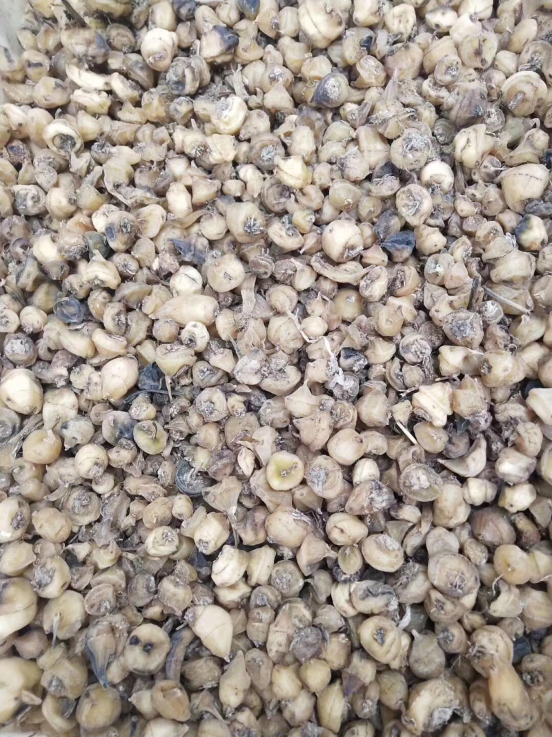 优质高含量四川宽叶慈姑干货