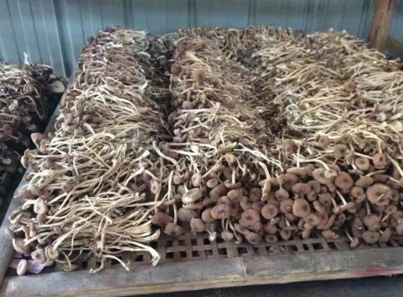 不开伞茶树菇干货福建特产一件10斤