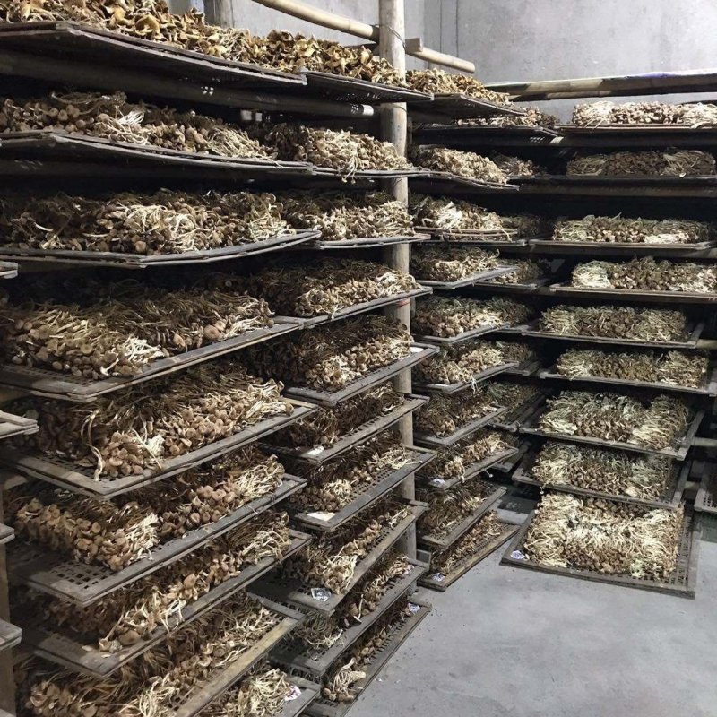 不开伞茶树菇干货福建特产一件10斤