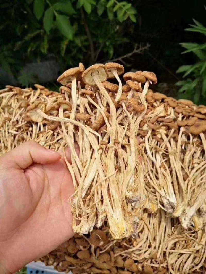 不开伞茶树菇干货福建特产一件10斤