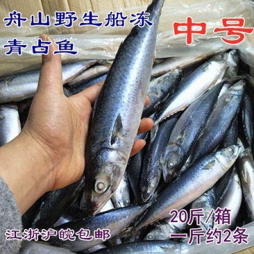 舟山船冻青占鱼马鲛鱼新鲜海鲜中大号冷冻青花鱼小头鱼鲐鲅鱼