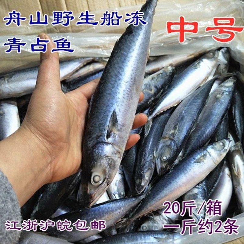 舟山船冻青占鱼马鲛鱼新鲜海鲜中大号冷冻青花鱼小头鱼鲐鲅鱼