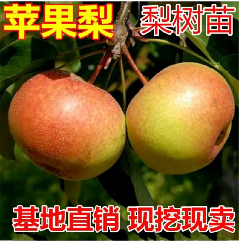 出售苹果梨苗。自家树苗品种保纯