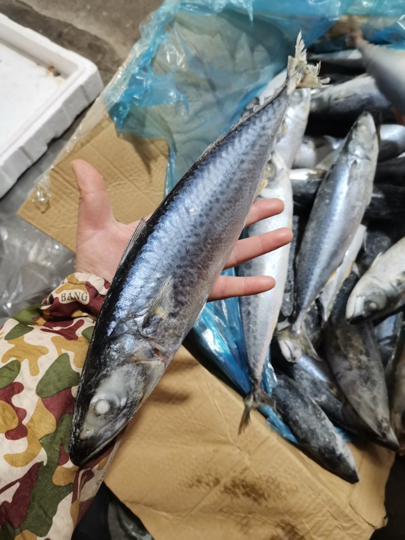 舟山船冻青占鱼马鲛鱼新鲜海鲜中大号冷冻青花鱼小头鱼鲐鲅鱼