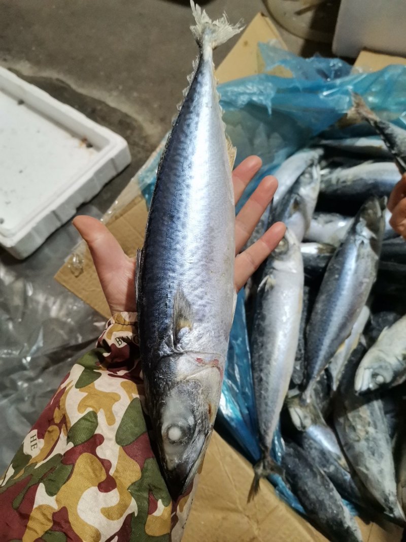 舟山船冻青占鱼马鲛鱼新鲜海鲜中大号冷冻青花鱼小头鱼鲐鲅鱼