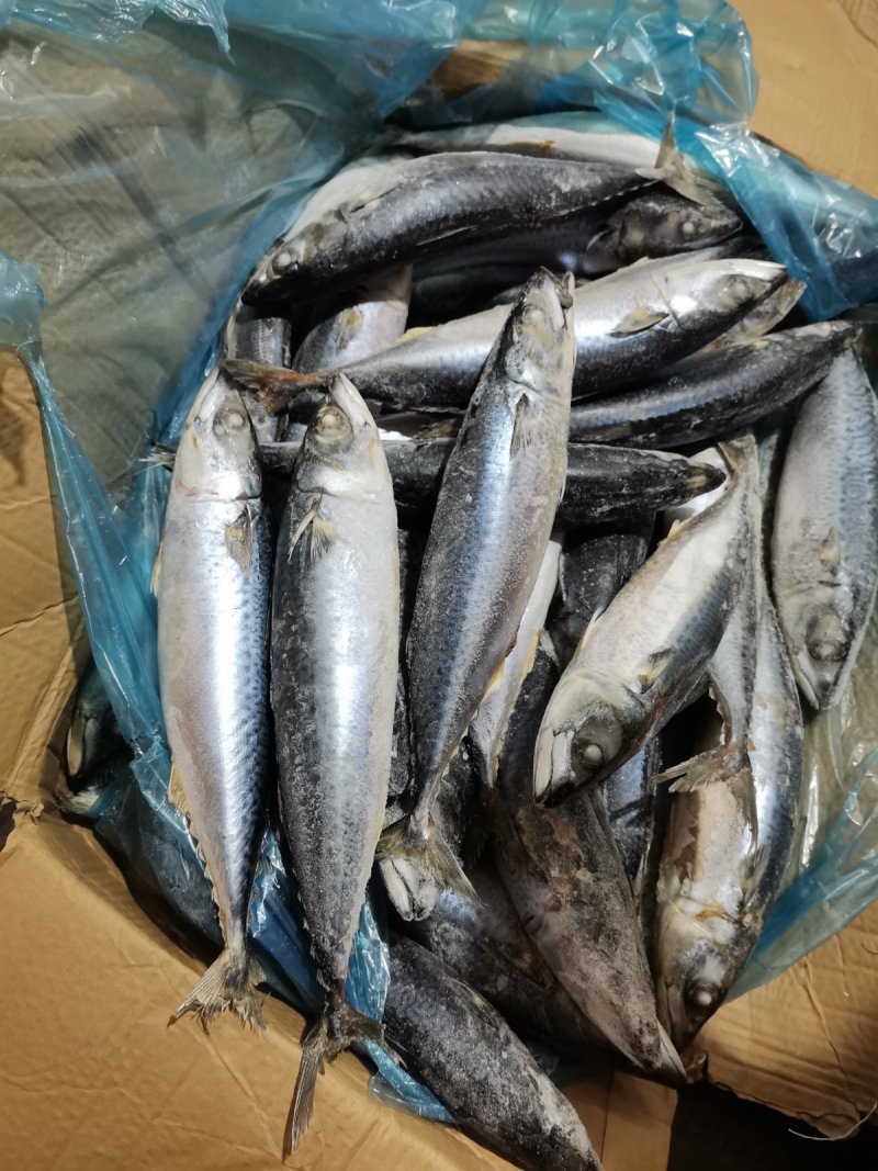 舟山船冻青占鱼马鲛鱼新鲜海鲜中大号冷冻青花鱼小头鱼鲐鲅鱼