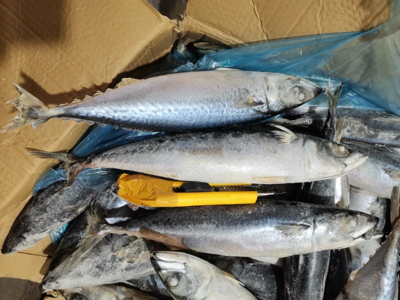 舟山船冻青占鱼马鲛鱼新鲜海鲜中大号冷冻青花鱼小头鱼鲐鲅鱼