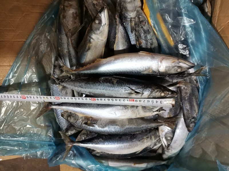 舟山船冻青占鱼马鲛鱼新鲜海鲜中大号冷冻青花鱼小头鱼鲐鲅鱼