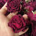 墨红玫瑰法国引进技术香味浓郁长期大货供