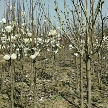 【山东玉兰树苗基地】紫玉兰白玉兰工程玉兰树红花大花玉兰