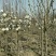 【山东玉兰树苗基地】紫玉兰白玉兰工程玉兰树红花大花玉兰