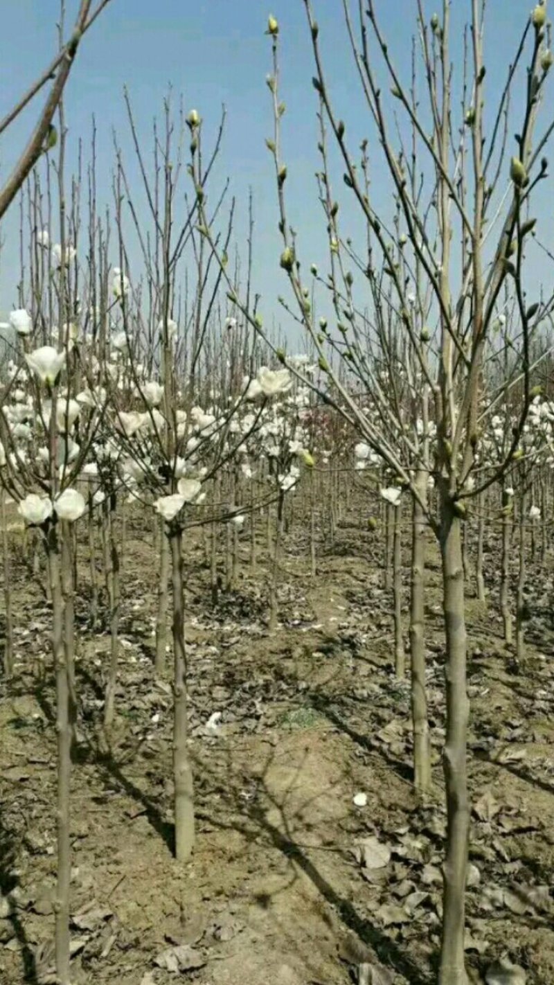 【山东玉兰树苗基地】紫玉兰白玉兰工程玉兰树红花大花玉兰