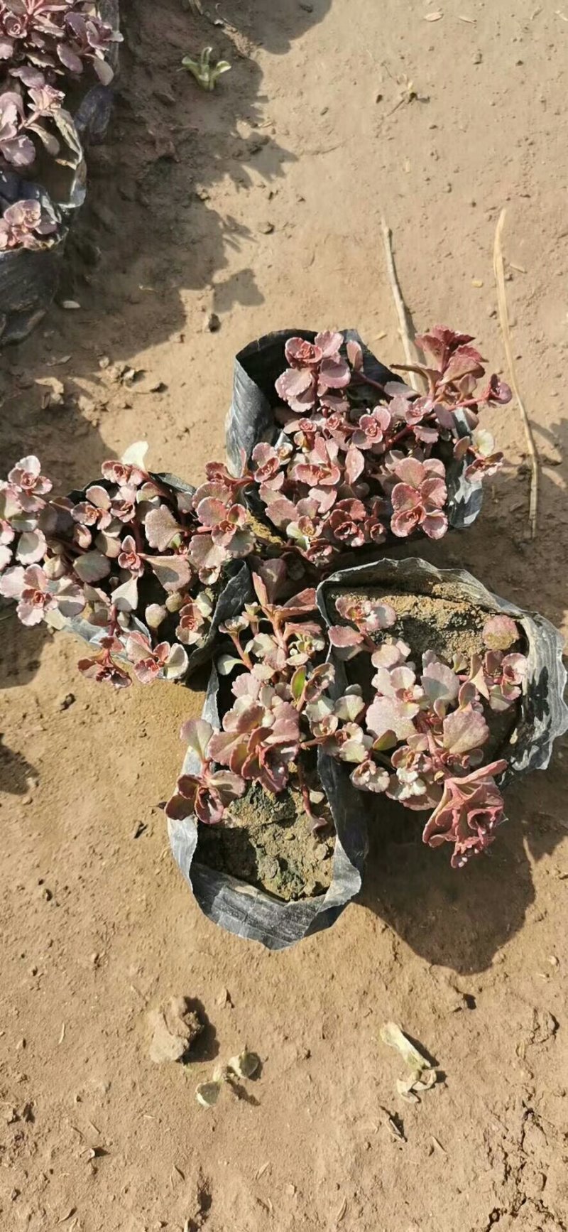 红景天小球玫瑰基地直供八宝景天三七景天红景天等。
