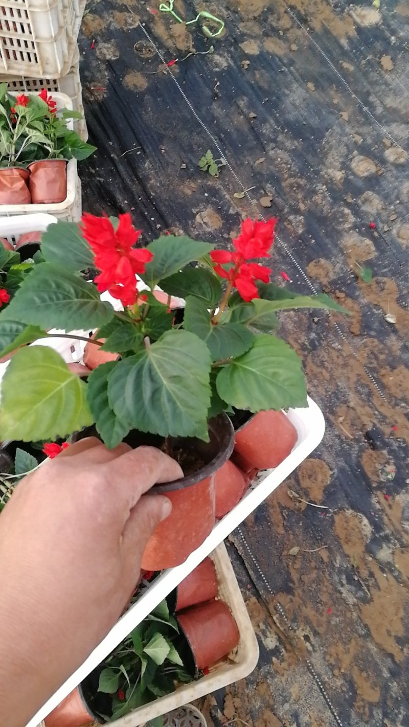 一串红，串串红，爆仗花，绿化组摆草花，基地直发，质优价廉