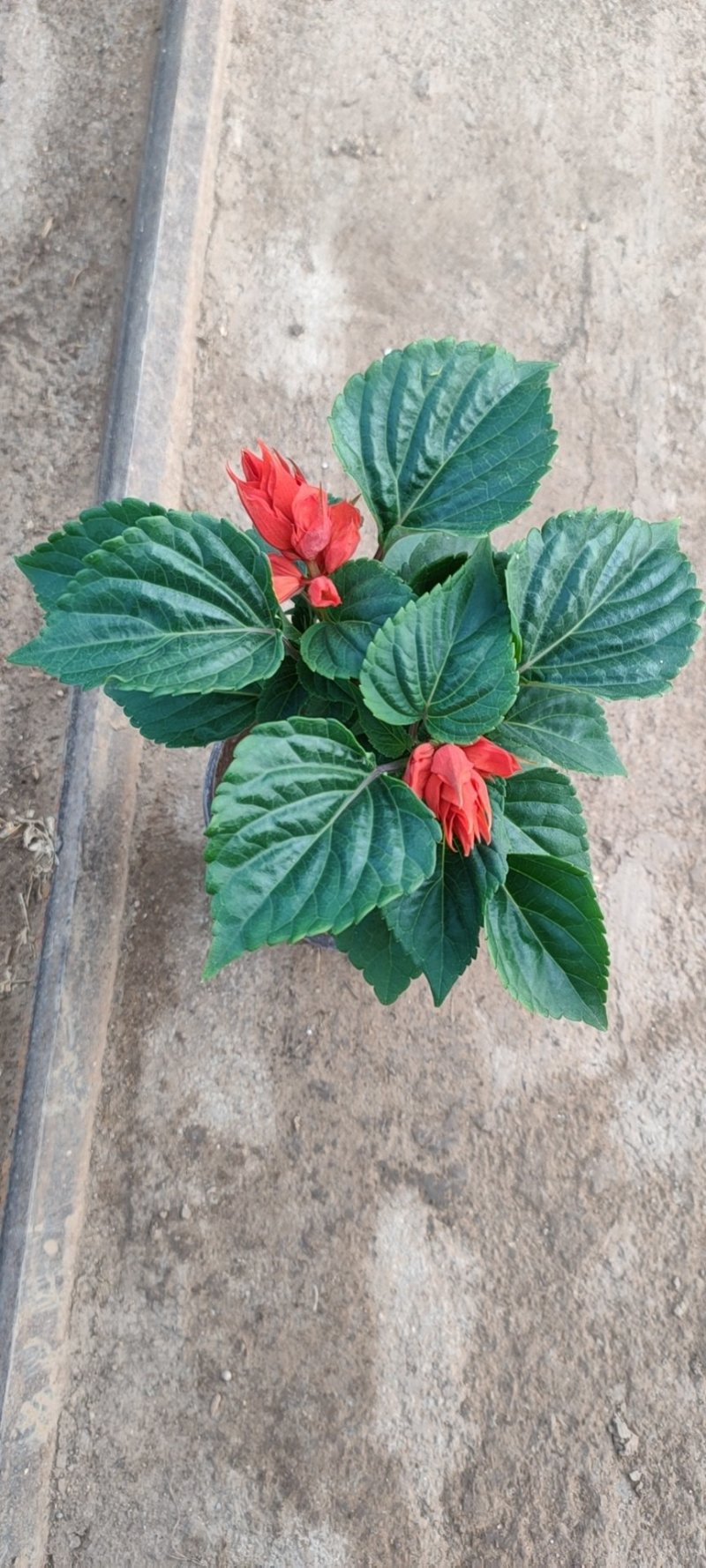 一串红，串串红，爆仗花，绿化组摆草花，基地直发，质优价廉