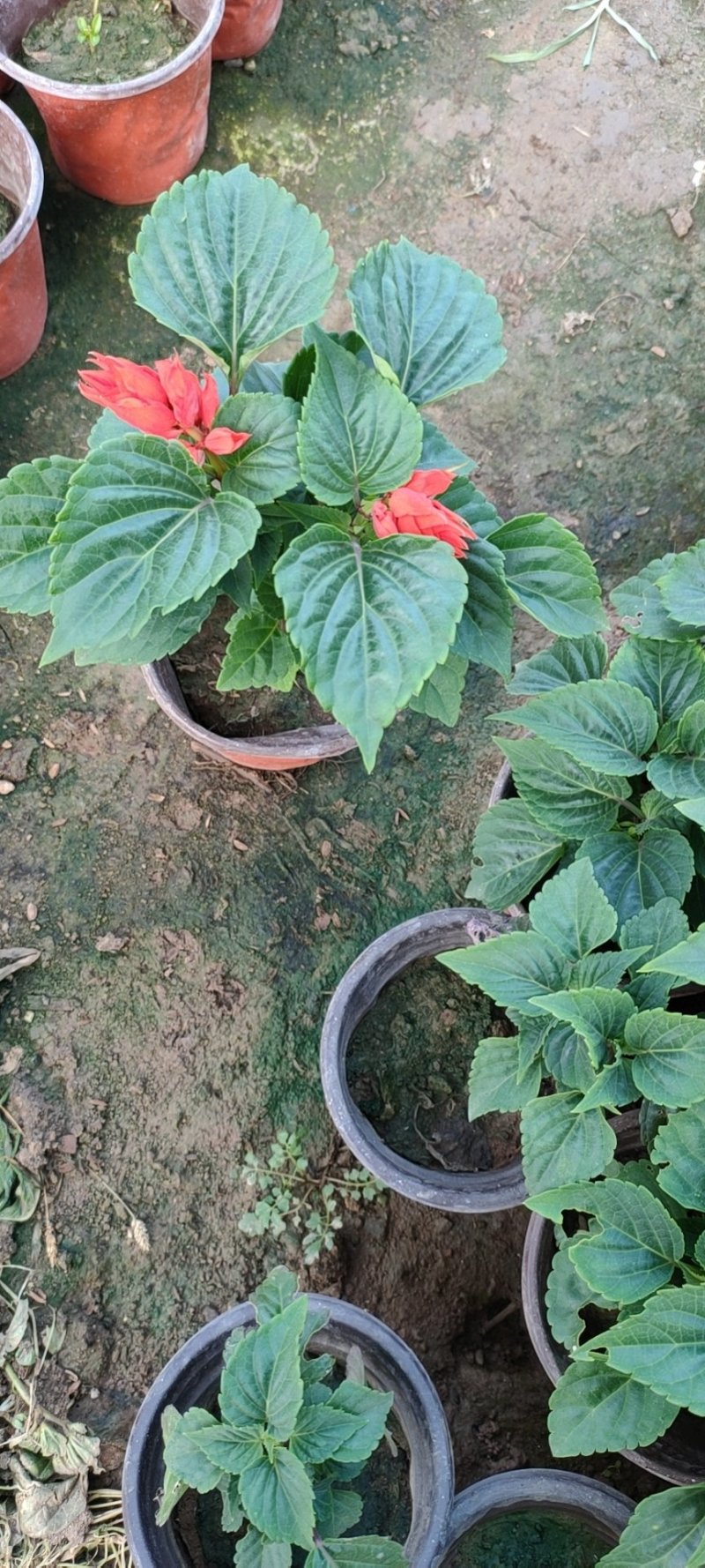 一串红，串串红，爆仗花，绿化组摆草花，基地直发，质优价廉