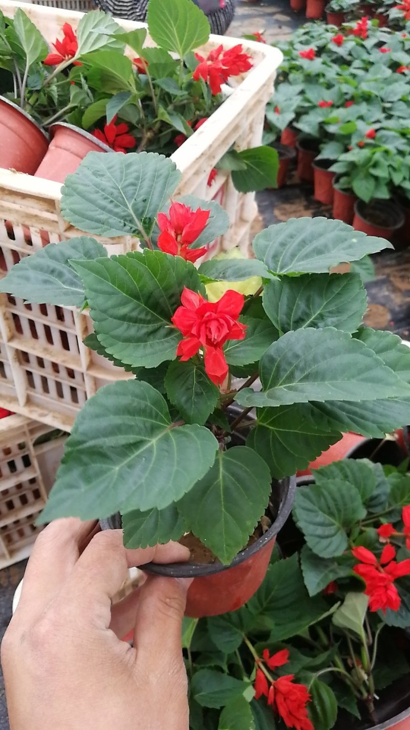一串红，串串红，爆仗花，绿化组摆草花，基地直发，质优价廉