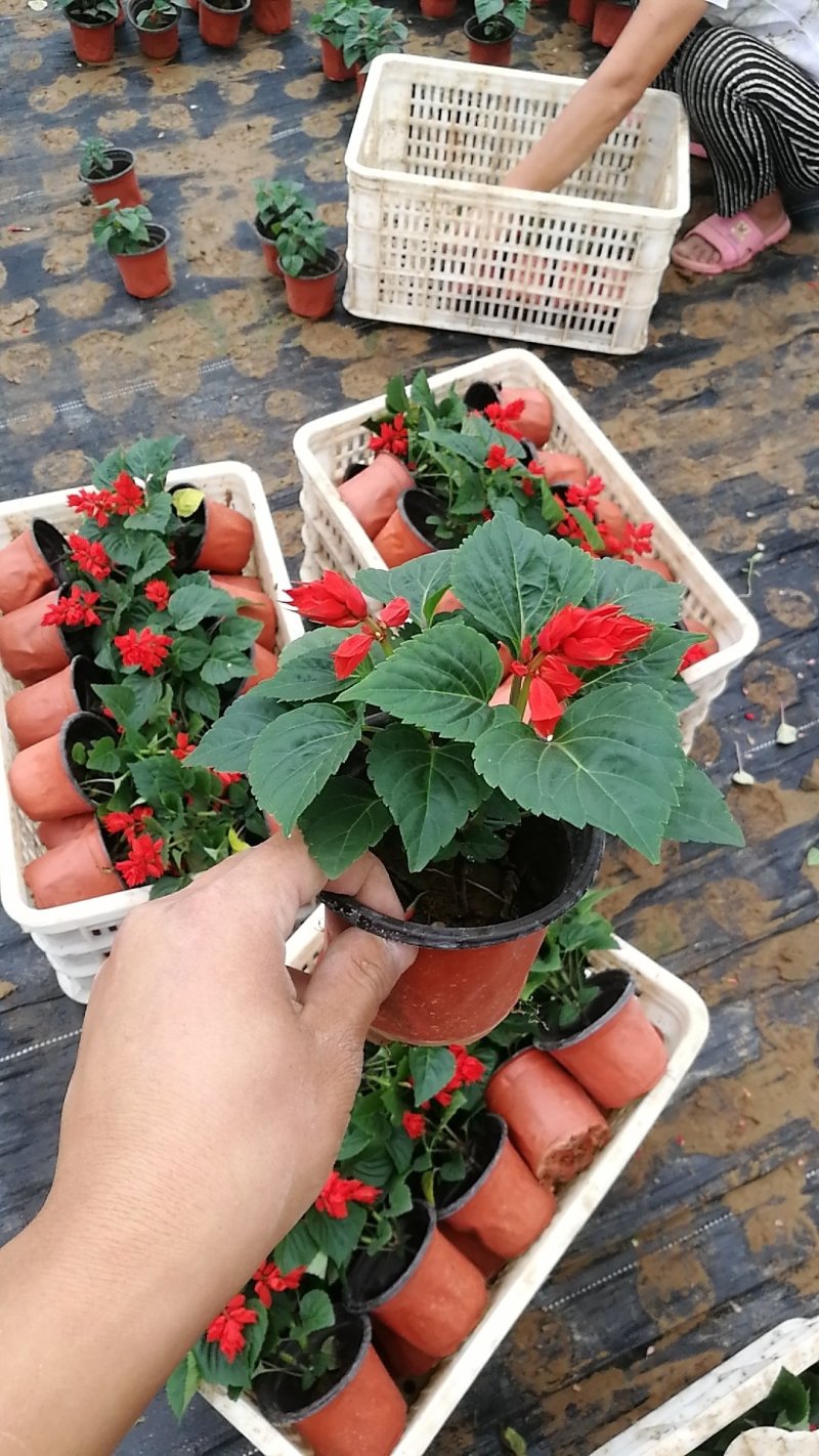 一串红，串串红，爆仗花，绿化组摆草花，基地直发，质优价廉