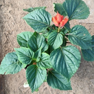 一串红，串串红，爆仗花，绿化组摆草花，基地直发，质优价廉
