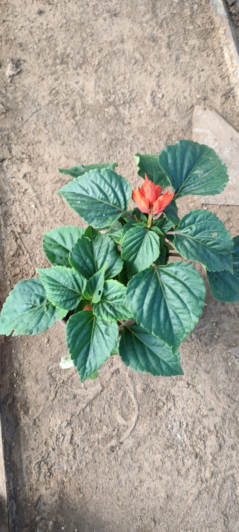 一串红，串串红，爆仗花，绿化组摆草花，基地直发，质优价廉
