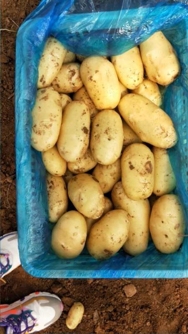 【好货】土豆山东荷兰十五土豆常年供应品质保证