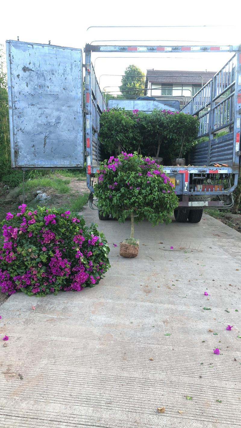长年出售三角梅紫色花和红花，大量有货，欢迎各位老板咨询