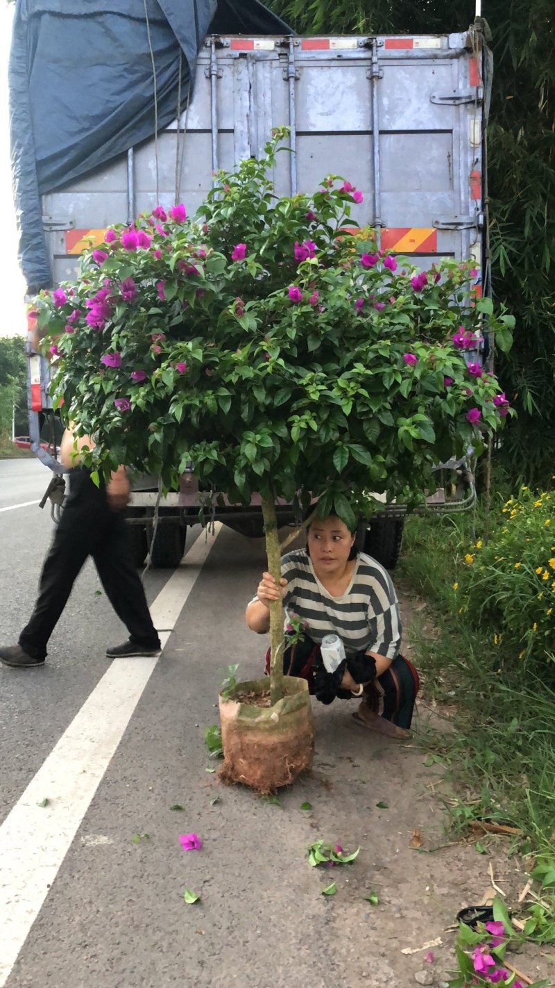 三角梅，产地直销，大量有货，欢迎各位老板咨询