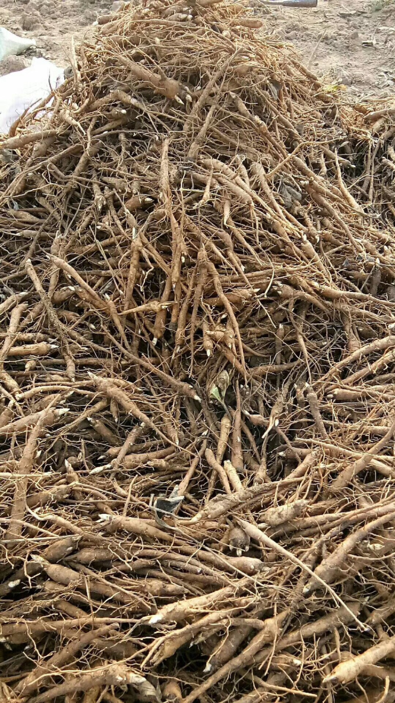 道地药材白芍芽和苗，产量高，包回收