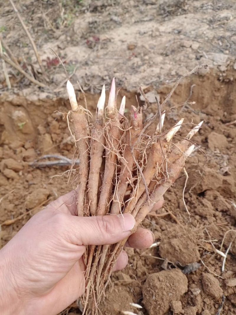 道地药材白芍芽和苗，产量高，包回收