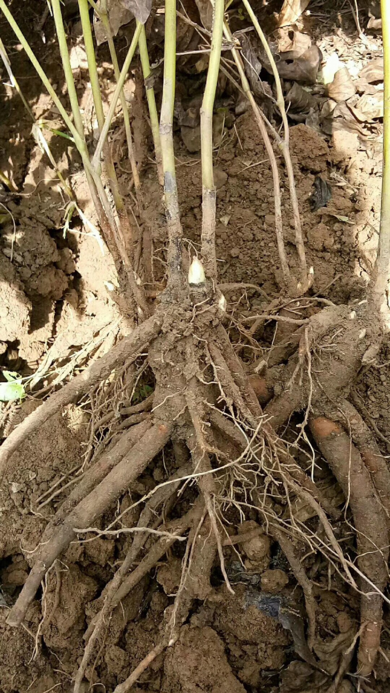 道地药材白芍芽和苗，产量高，包回收