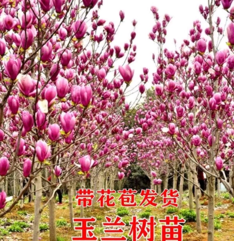 嫁接玉兰矮化盆栽苗高杆绿化带花苞发货包邮