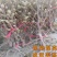 嫁接玉兰矮化盆栽苗高杆绿化带花苞发货包邮