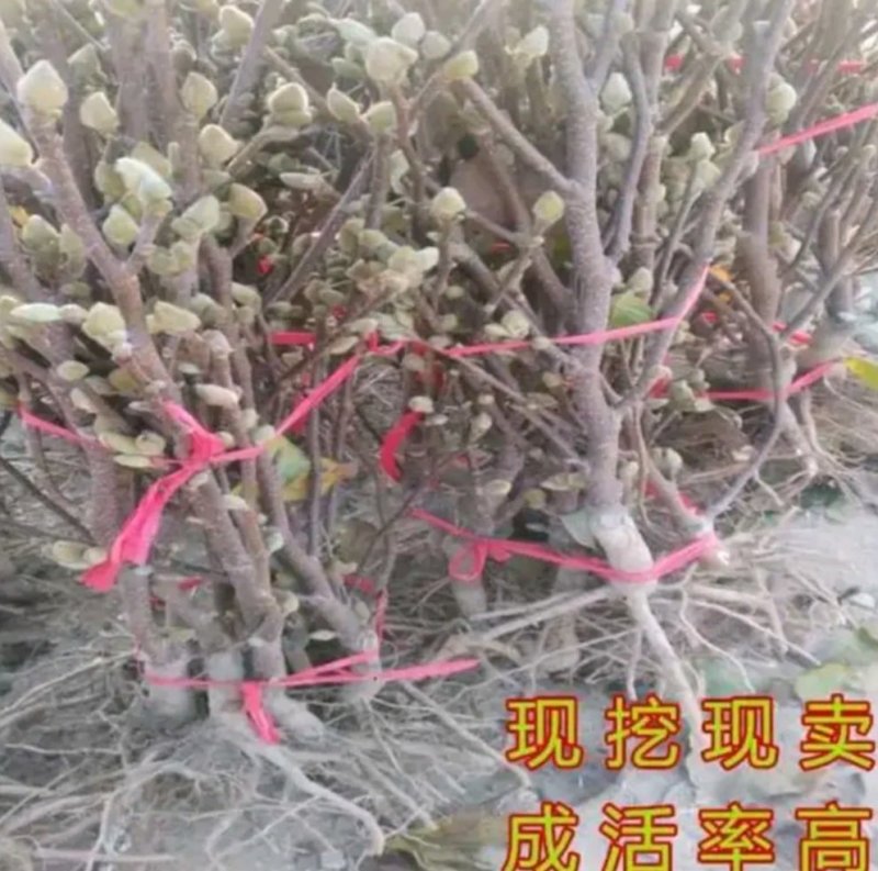 嫁接玉兰矮化盆栽苗高杆绿化带花苞发货包邮