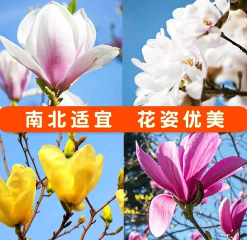 嫁接玉兰矮化盆栽苗高杆绿化带花苞发货包邮