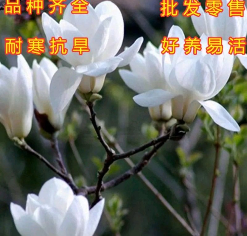 嫁接玉兰矮化盆栽苗高杆绿化带花苞发货包邮