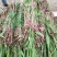 洞庭芦苇10~20cm，成活率高，欢迎各位新老客户光临