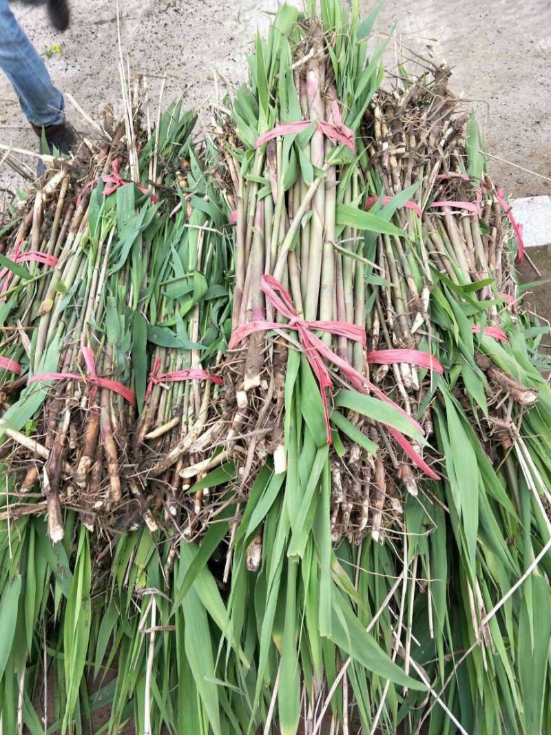 洞庭芦苇10~20cm，成活率高，欢迎各位新老客户光临