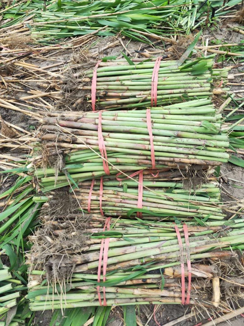 洞庭芦苇10~20cm，成活率高，欢迎各位新老客户光临