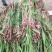 洞庭芦苇10~20cm，成活率高，欢迎各位新老客户光临
