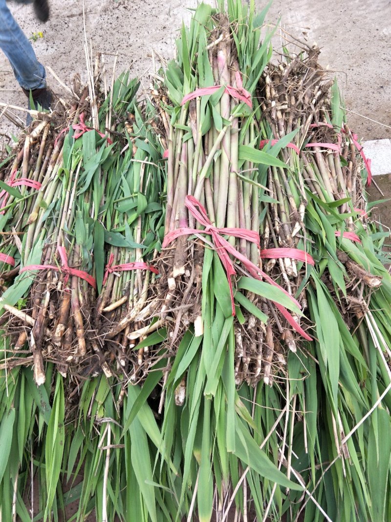 洞庭芦苇10~20cm，成活率高，欢迎各位新老客户光临