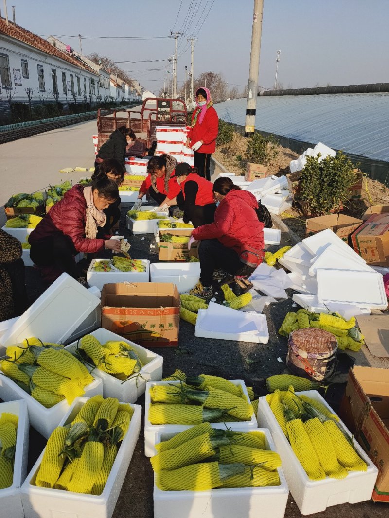 山东寿光羊角蜜甜瓜博羊系列，年初上市