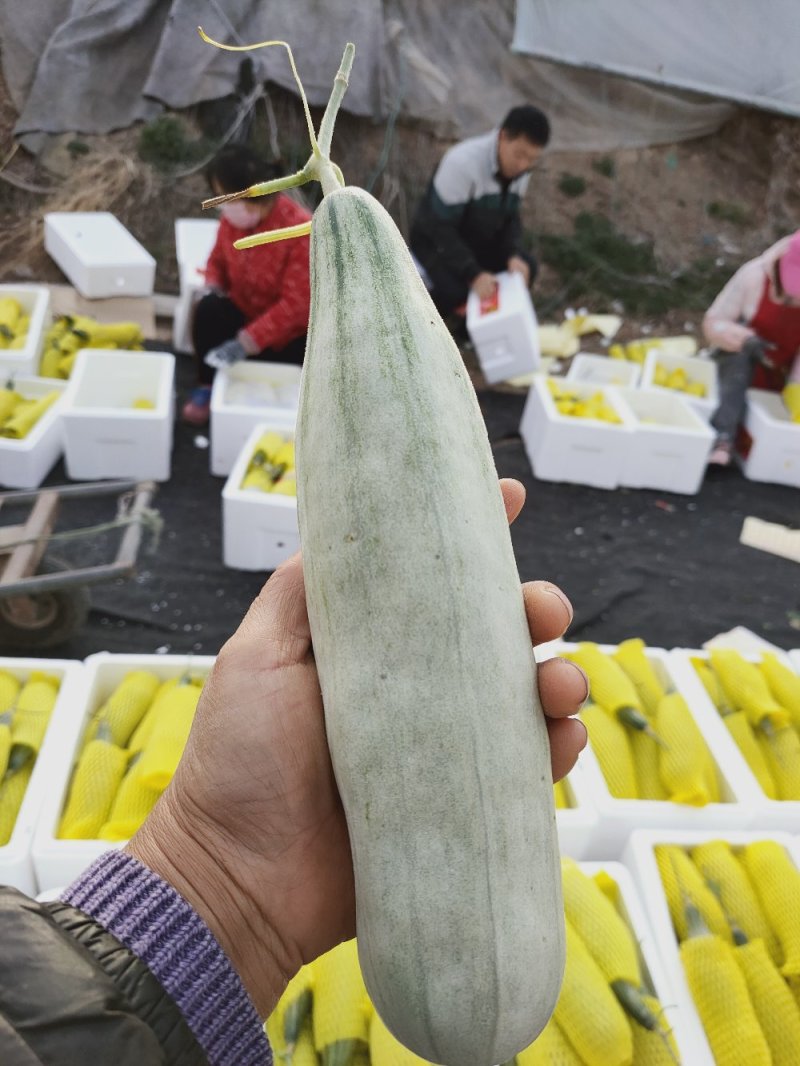 山东寿光羊角蜜甜瓜博羊系列，年初上市