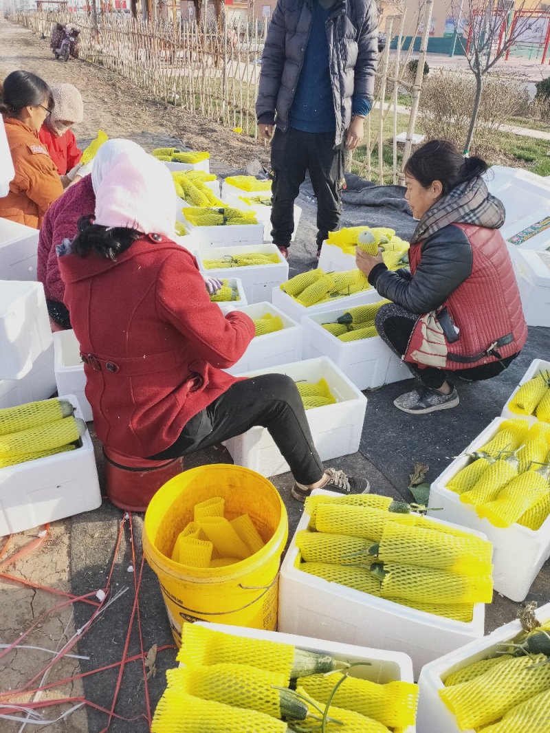 山东寿光羊角蜜甜瓜博羊系列，年初上市