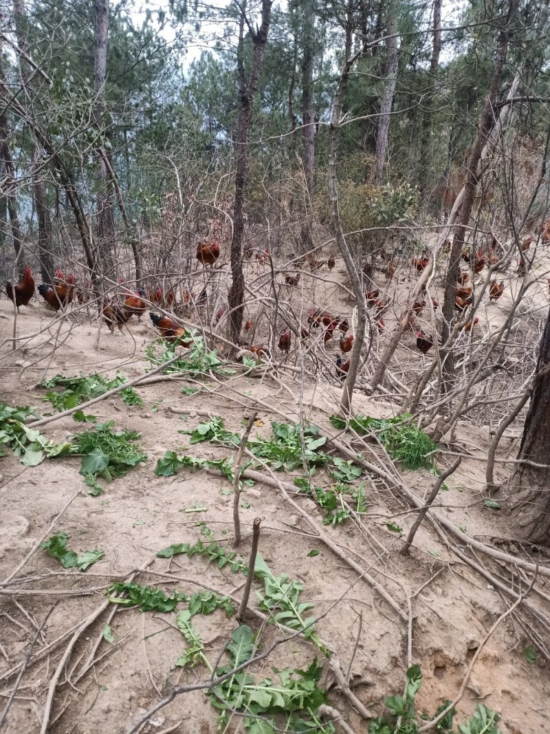 松树林散养土鸡