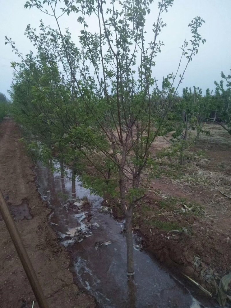 红石榴苗80cm以上软子石榴树，泰山红大石榴树苗种植基地