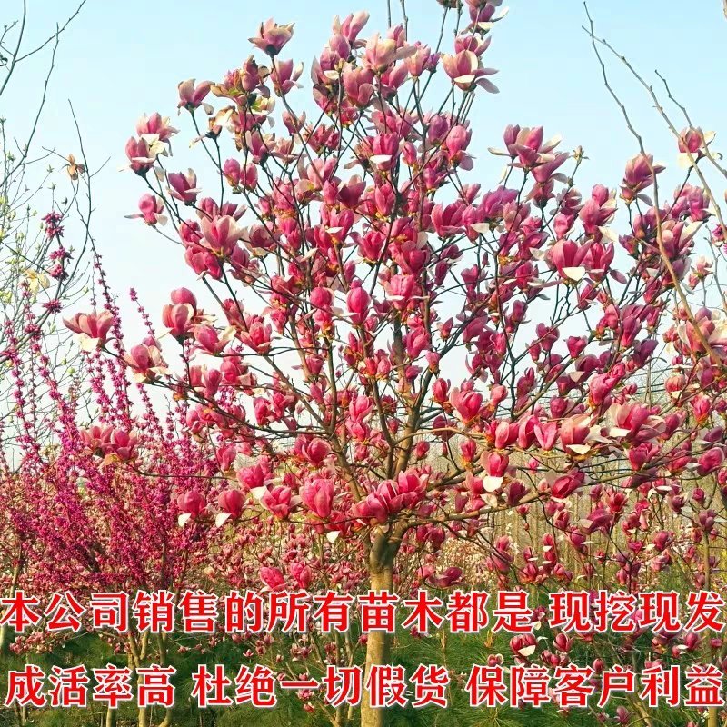 嫁接玉兰矮化盆栽苗高杆绿化带花苞发货包邮