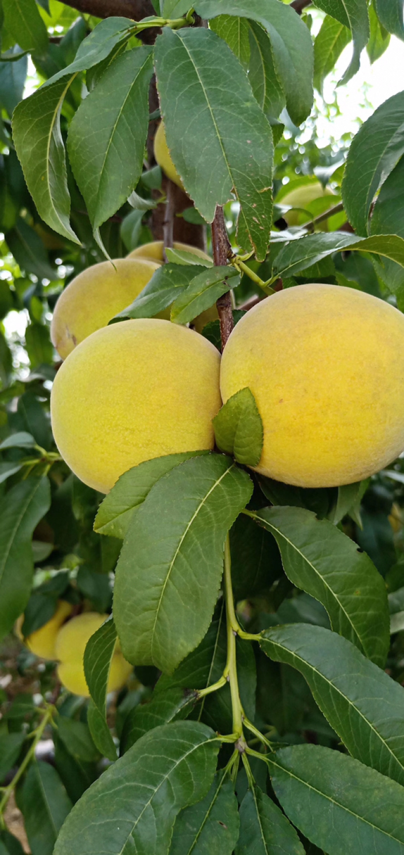 春蜜桃树苗高80cm以上春丽甜蜜桃苗种植包技术